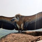 अंतर्राष्ट्रीय गिद्ध जागरूकता दिवस 2025: प्रकृति के सफाईकर्मियों को बचाने का संकल्प